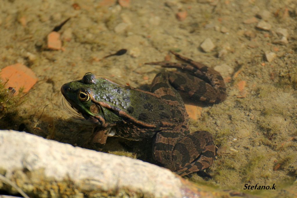 Da Identificare! Pelophylax ridibundus? (prov. Trieste)